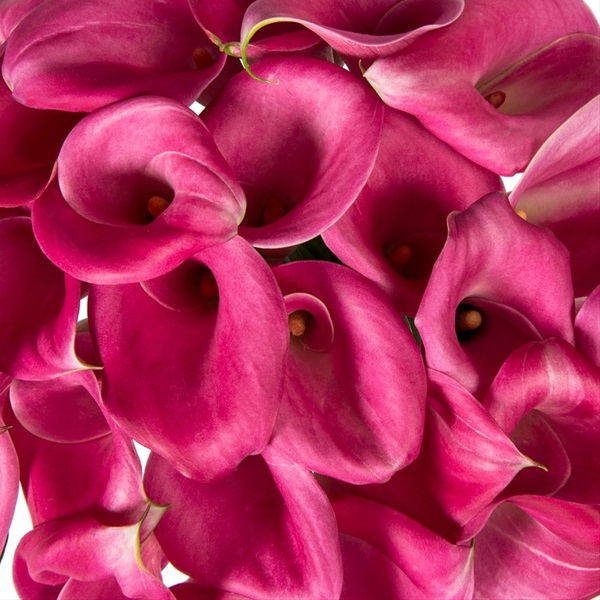 Calla Zazu Calla Lily Flowers and Fillers Flowers by category